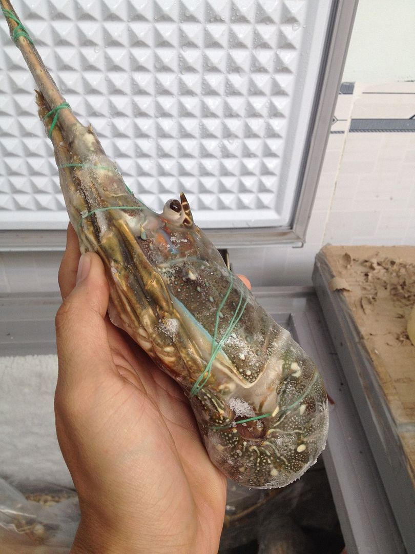 Cung cấp Tôm Hùm Nha Trang toàn quốc - 1