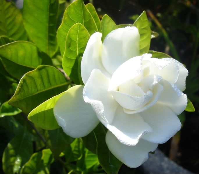 1st Gardenia