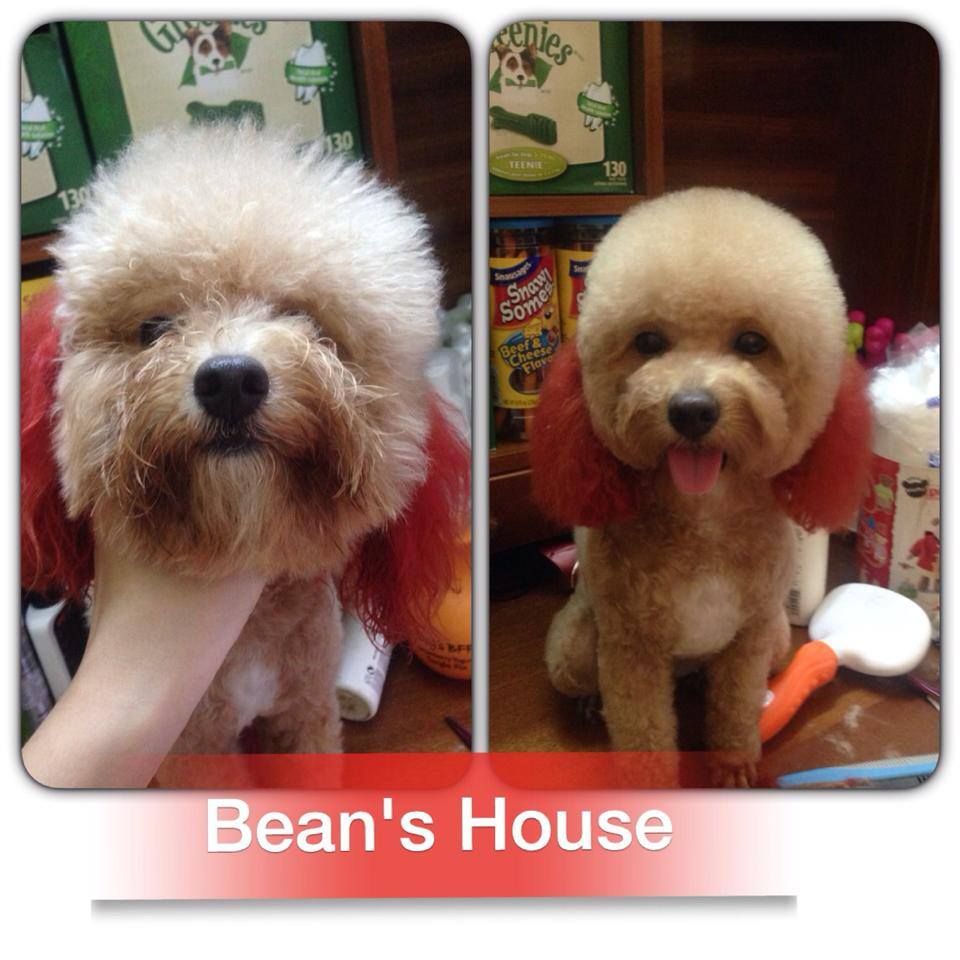 Bean's House chuyên cung cấp các sản phẩm phụ kiện cho cún