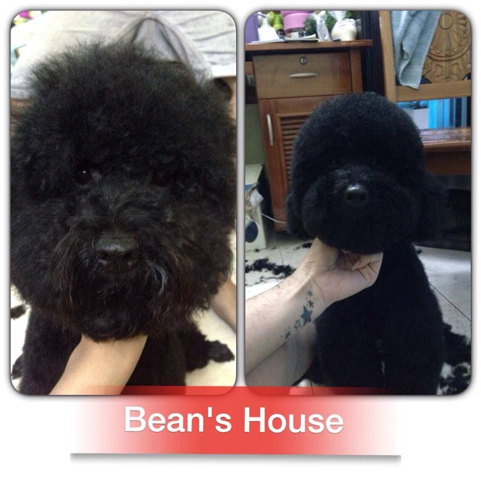 Bean's House chuyên cung cấp các sản phẩm phụ kiện cho cún - 1