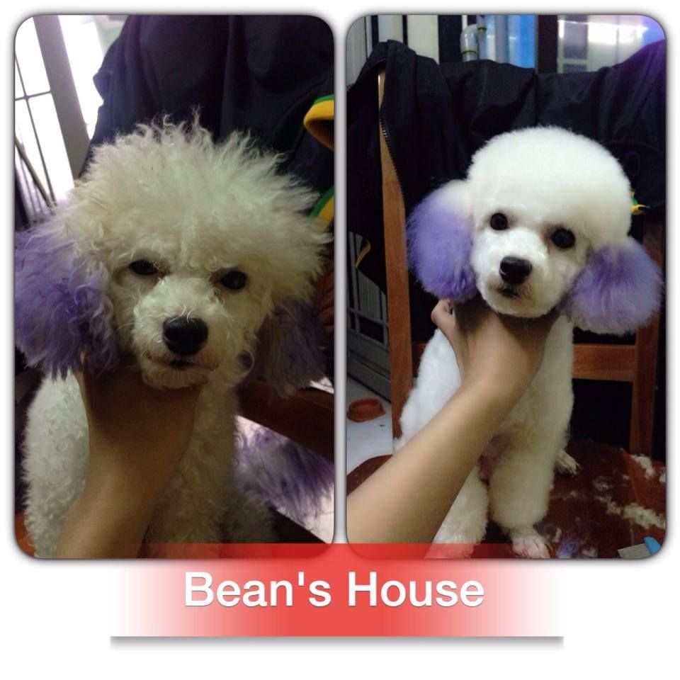 Bean's House chuyên cung cấp các sản phẩm phụ kiện cho cún - 2