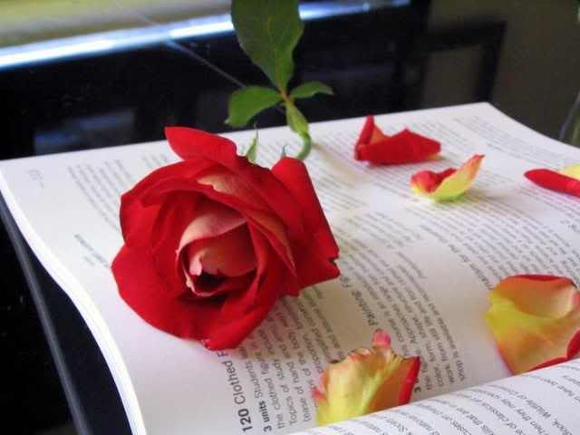 red rose Pictures, Images and Photos