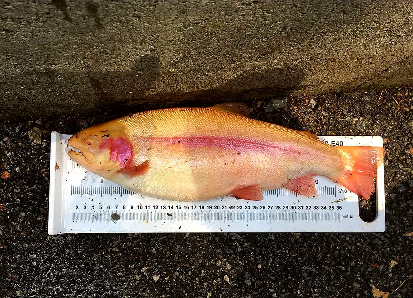 Trout Stocking from Tellico Hatchery