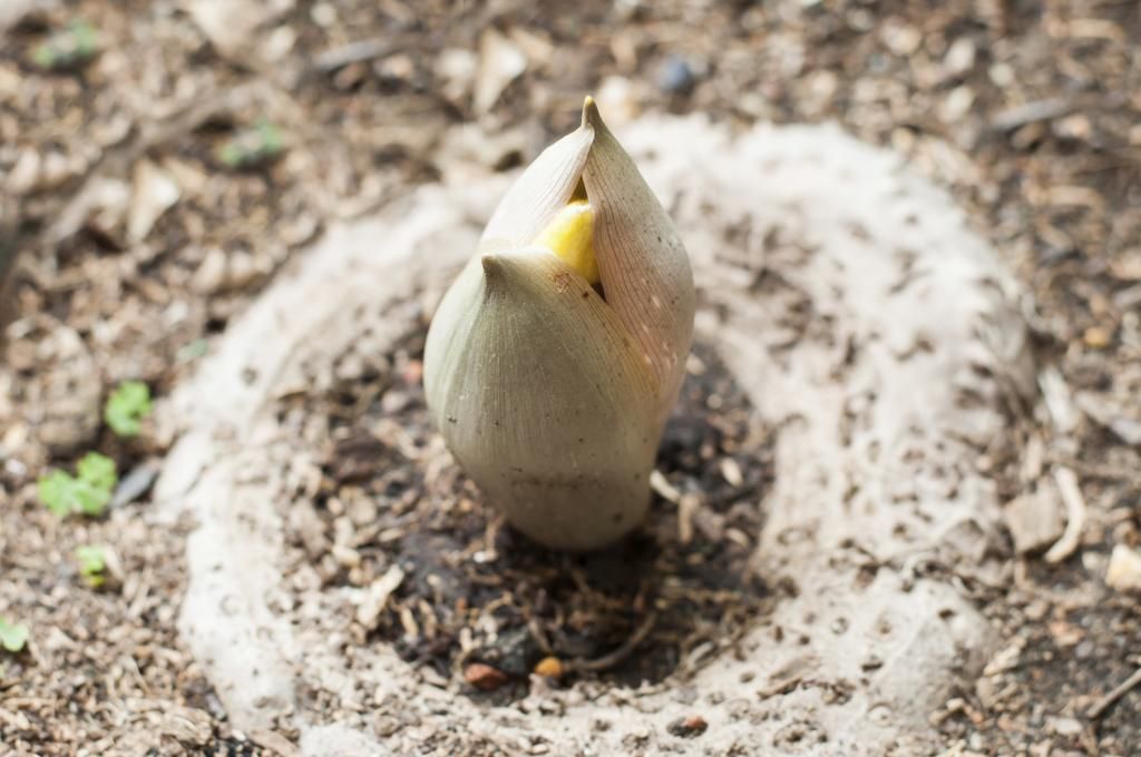 Radice del Glucomannano