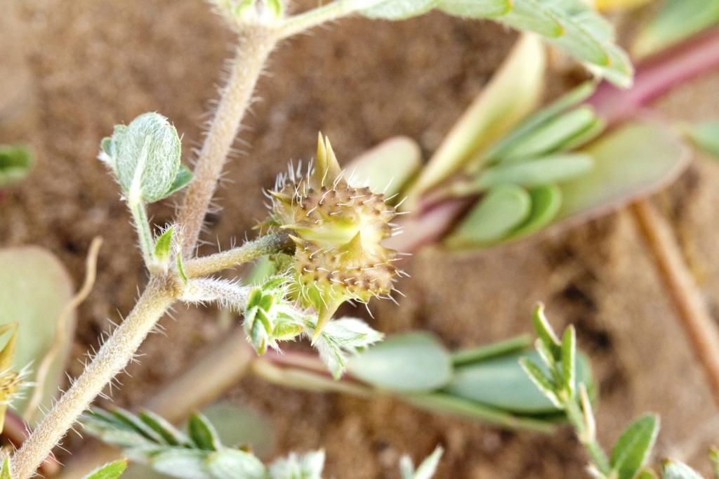 Guardare siccome è possibile aumentare il membro