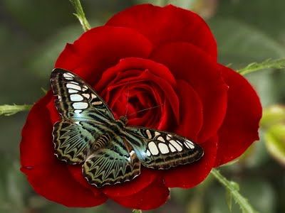  photo butterfly-on-a-rose-3.jpg