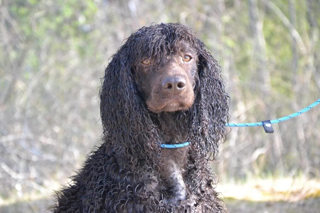 are irish water spaniels good for hunting