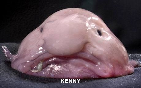 blobfish_1565953c_zps63efc0f6.jpg