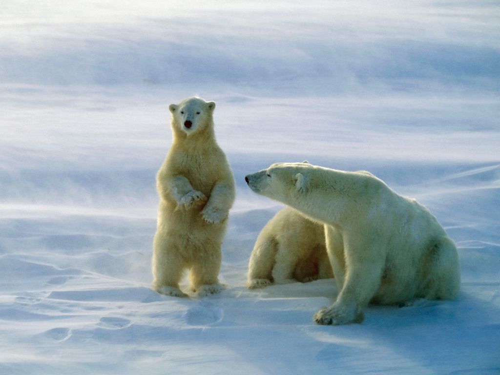 polar-bears-churchill-canada-1024x768.jpg