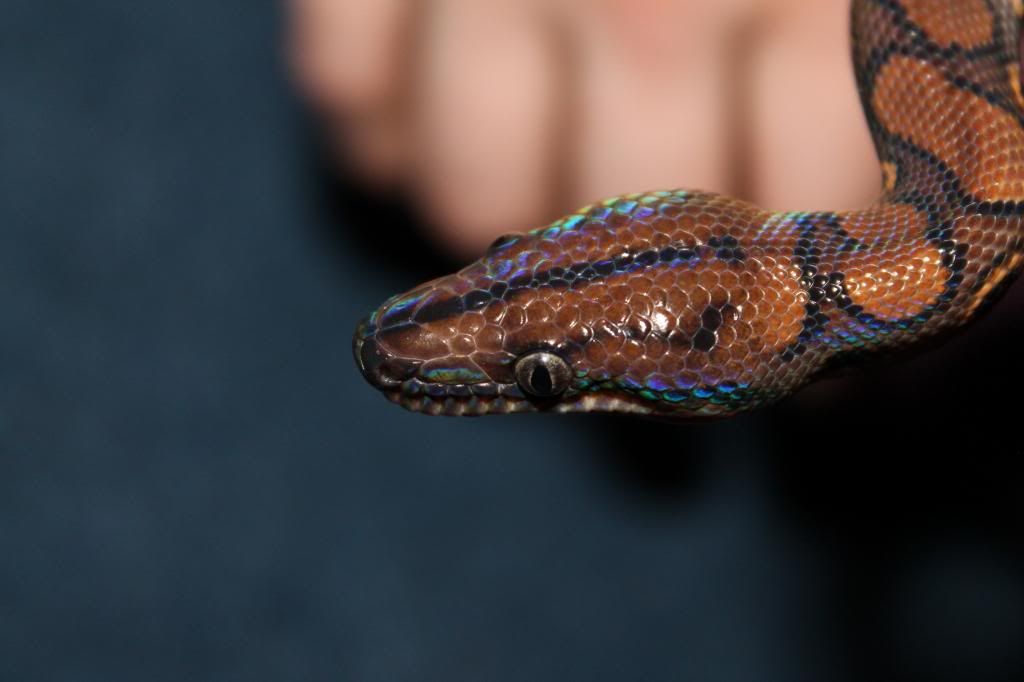 My Brazilian Rainbow Boa Reptile Forums