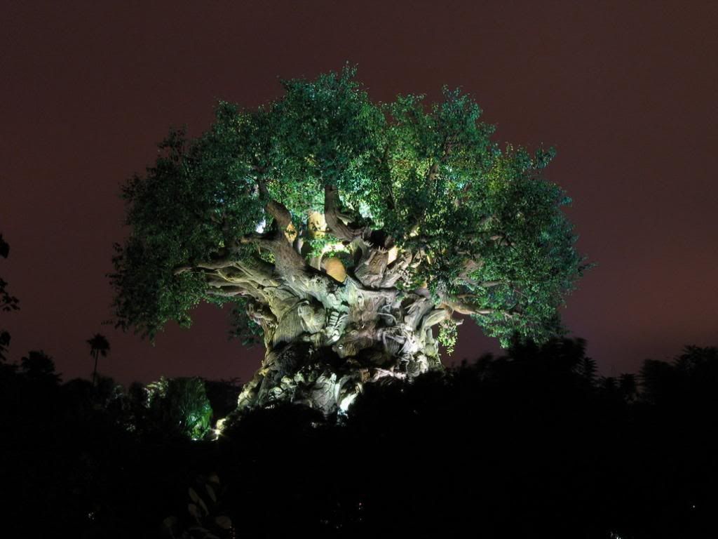 animal_kingdom_at_night_37_by_disney_stock_zpseafbcaa4.jpg